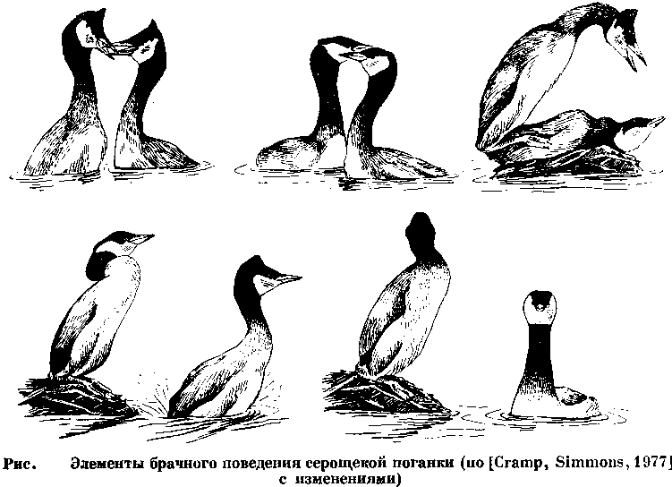 Как спариваются птицы схема